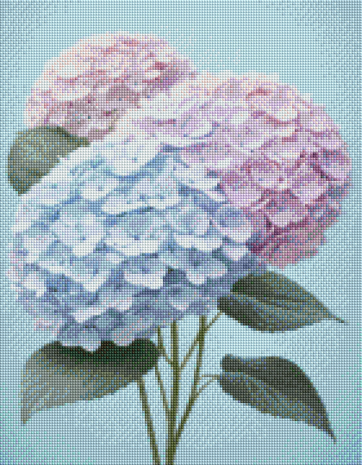Hydrangea Harmony