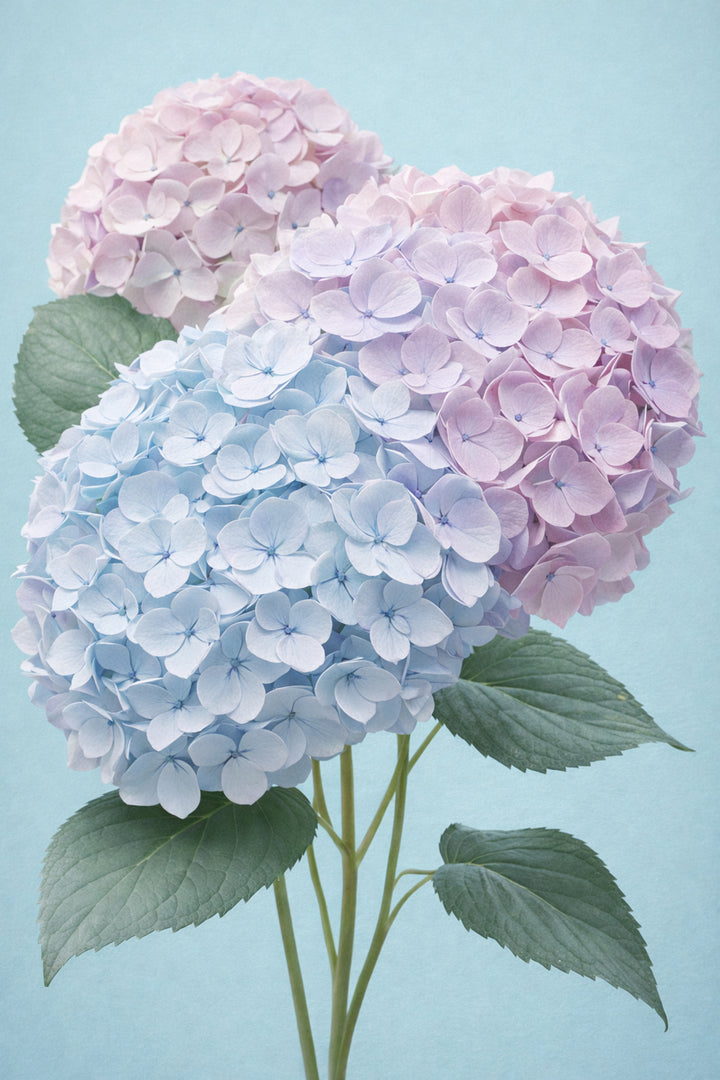Hydrangea Harmony